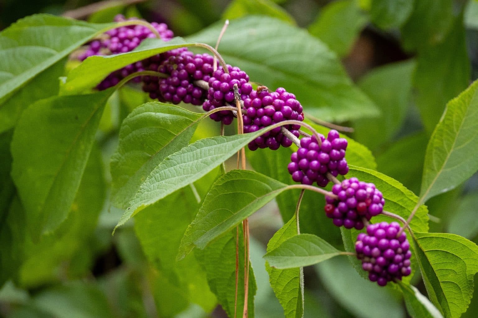 Clusters of bright purple American beautyberry fruit along an arching stem among green leaves