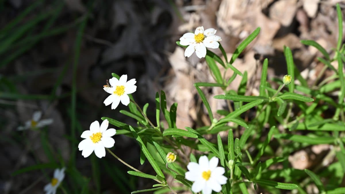 A low mound of white blackfoot daisy flowers