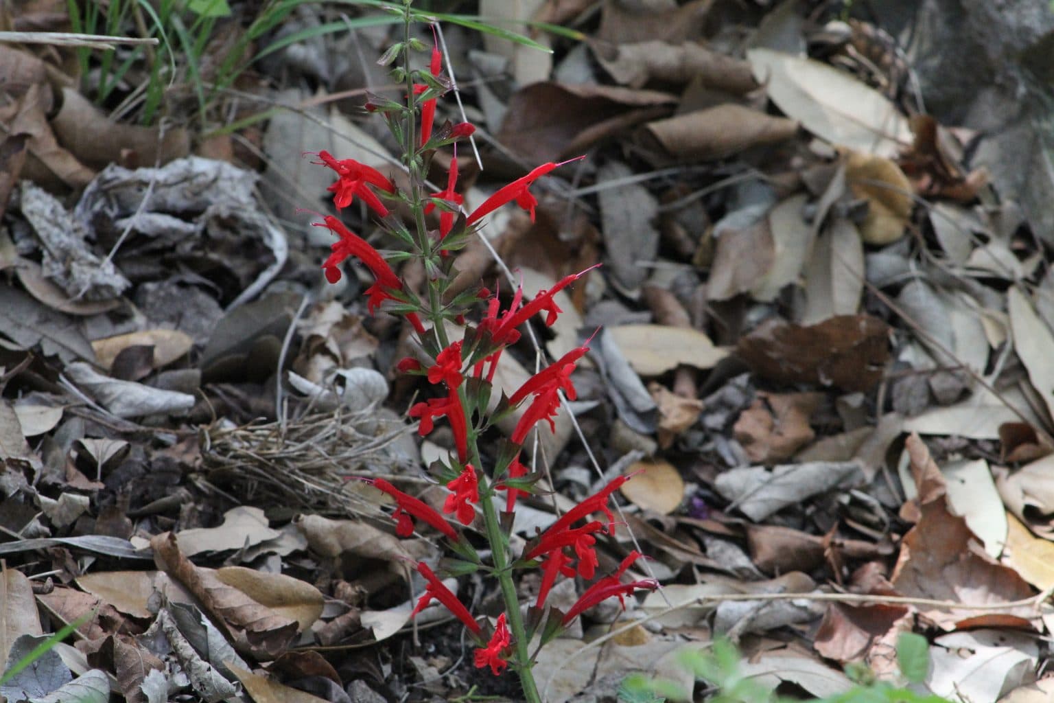 A red cedar sage flower spike over leaf litter