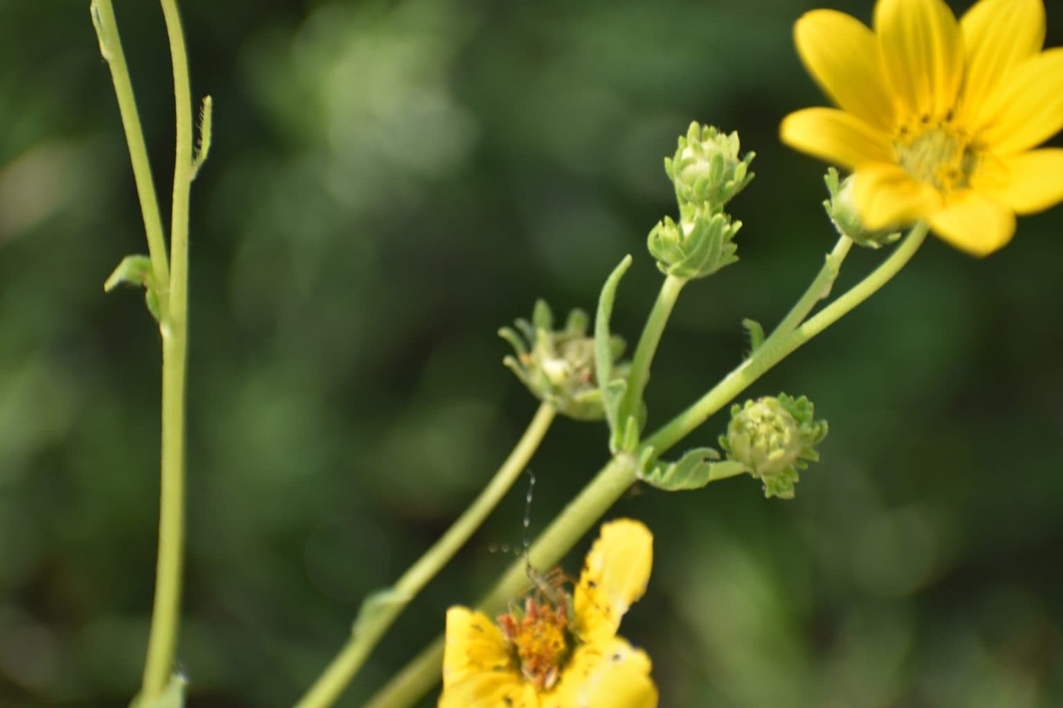 Yellow Engelmann daisy flowers and buds
