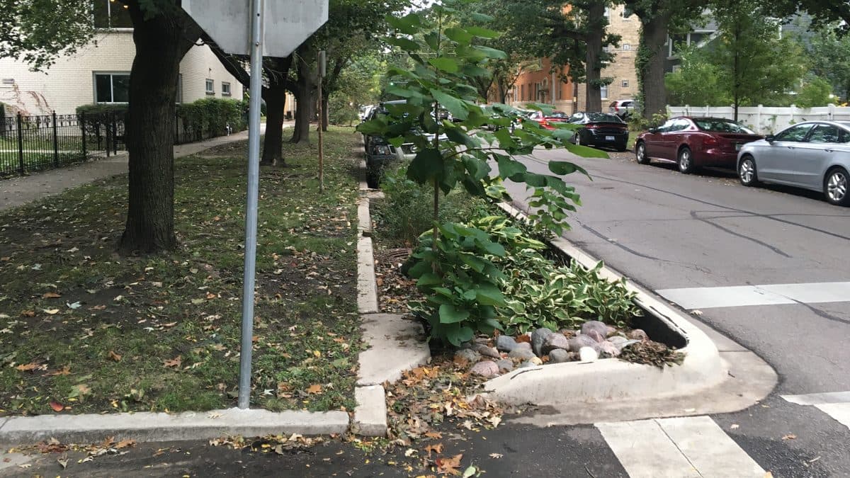 A planted curbside bioretention bed at a street corner