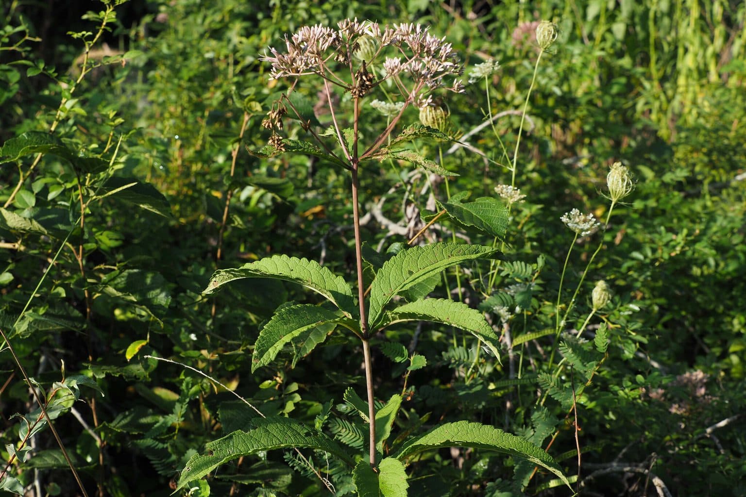 Joe Pye weed with pale mauve flower clusters in a green planting