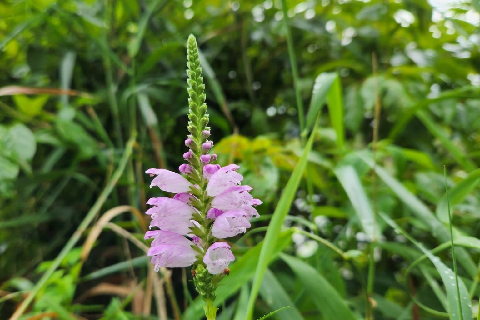 A pink obedient plant flower spike among grasses