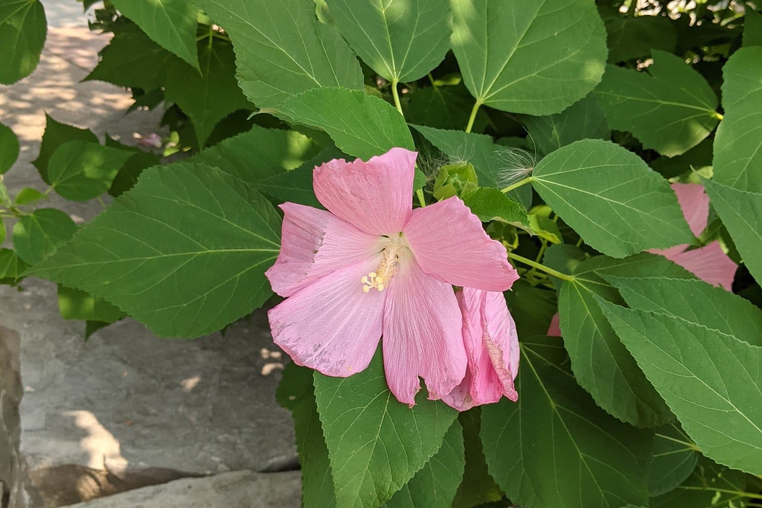 A pink swamp rose mallow flower among broad leaves