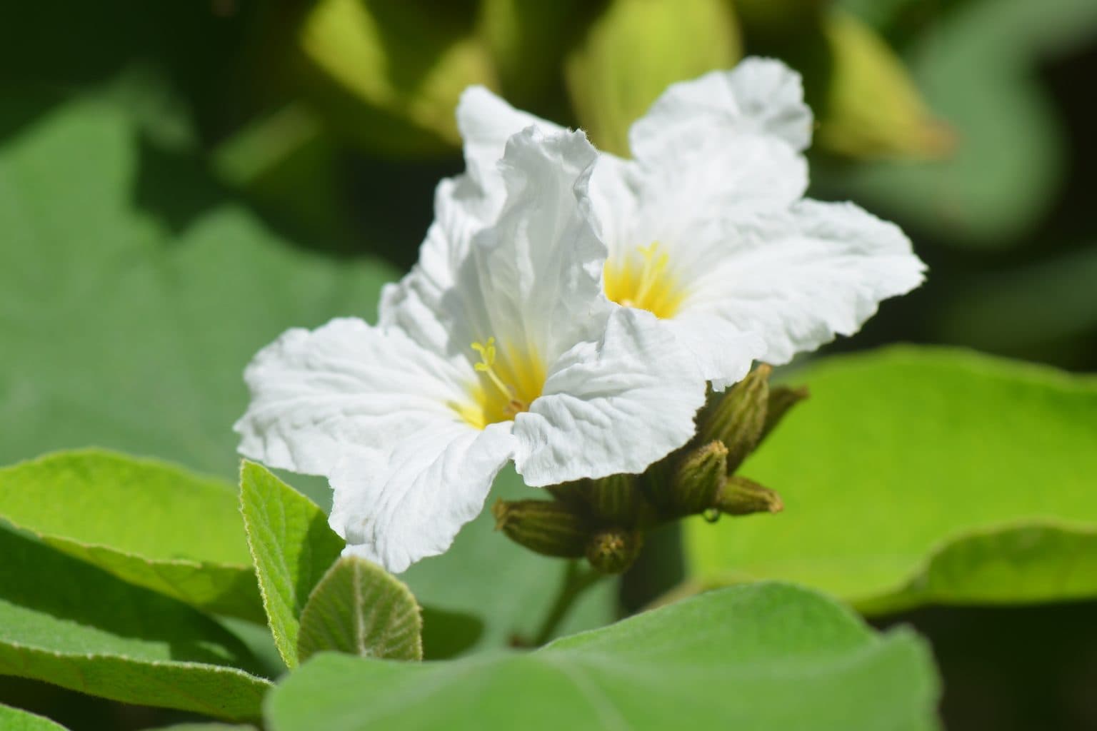 Two white, crinkled Texas olive flowers with yellow throats among broad green leaves