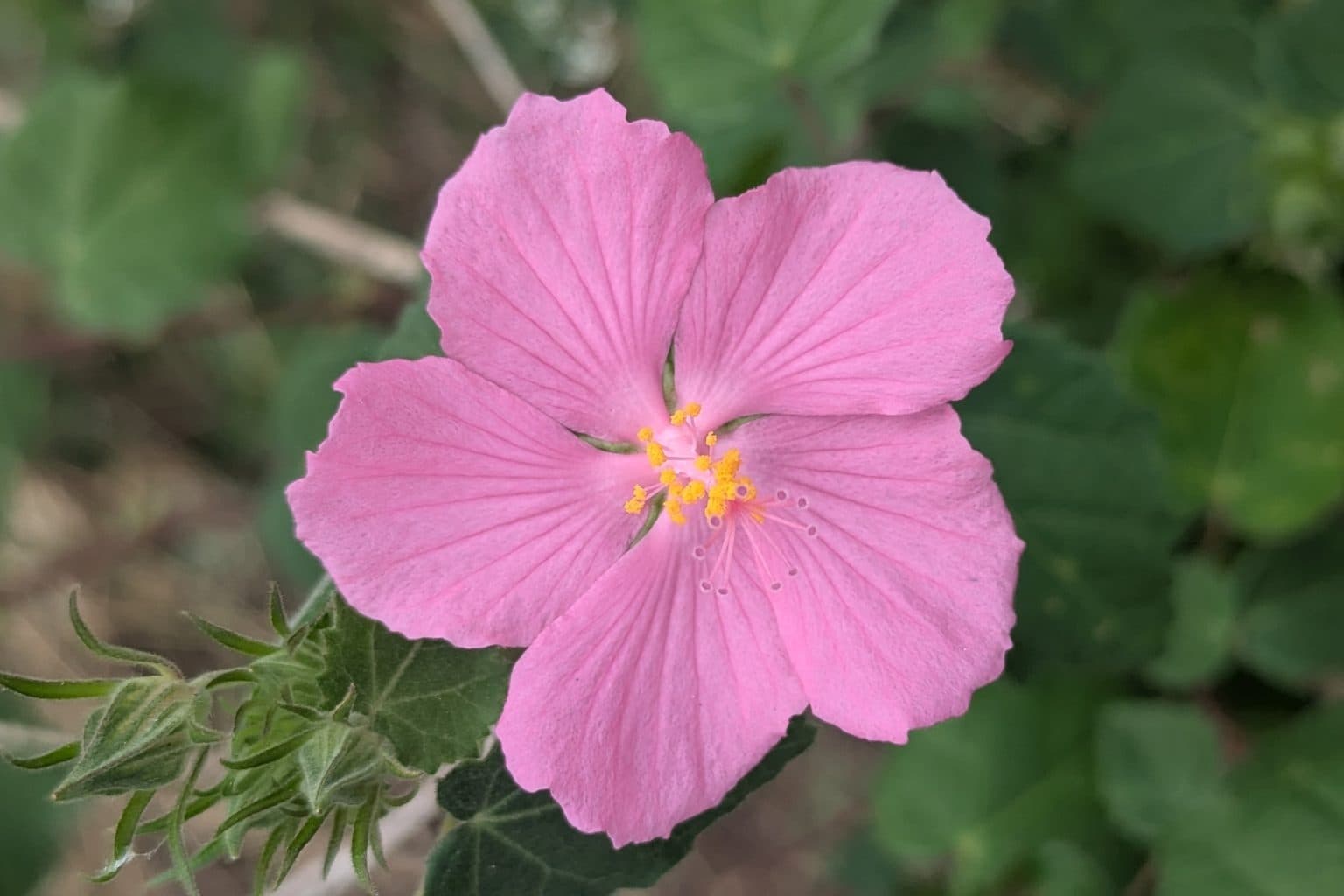 A pink rock rose flower