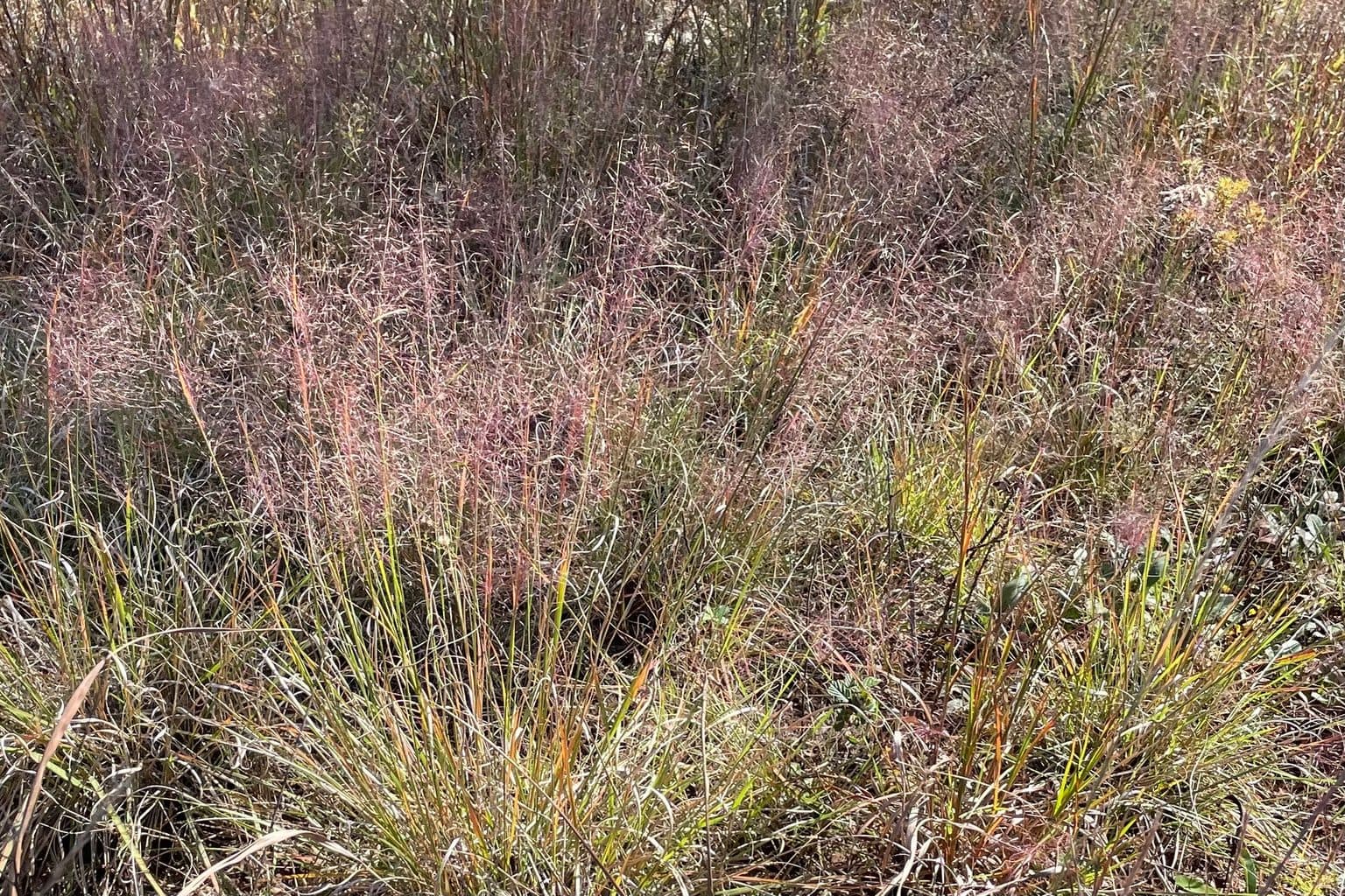 A stand of gulf muhly grass topped with a haze of pink-purple plumes