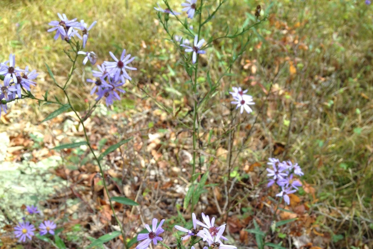 Smooth blue aster flowers on thin stems