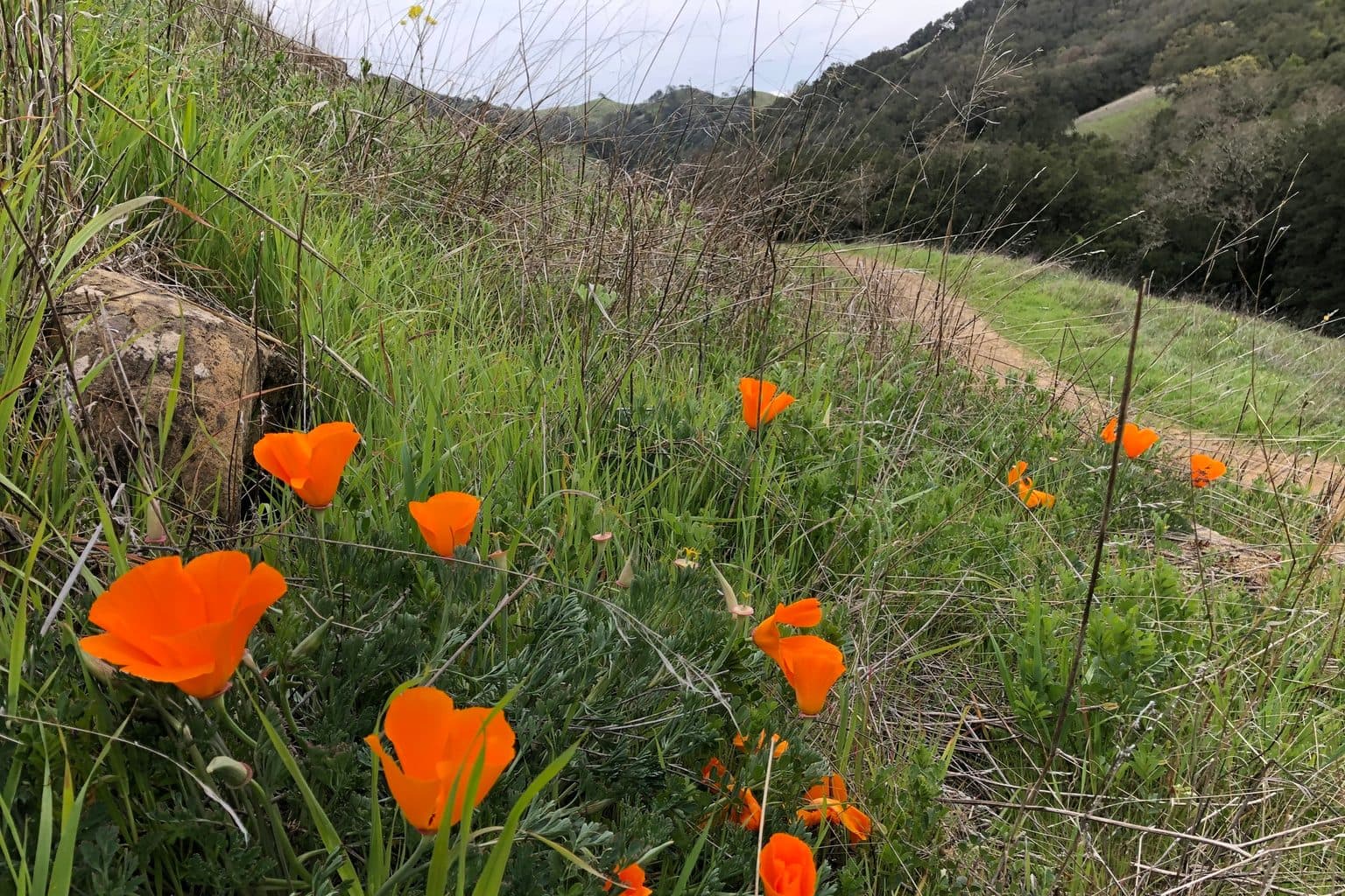 A cluster of orange California poppies blooming among grasses on a Central California hillside trail, the kind of low-water native planting that replaces removed turf.