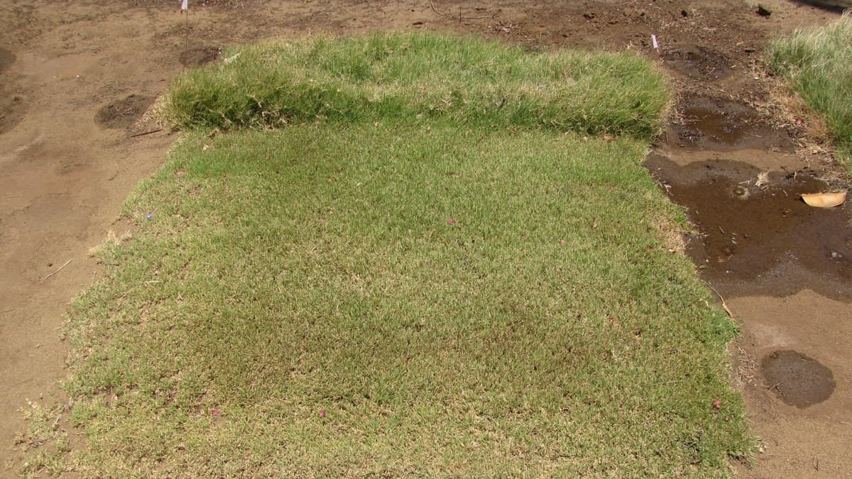 A square of Buffalo Grass turf, showing a dense, fine-bladed lawn stand