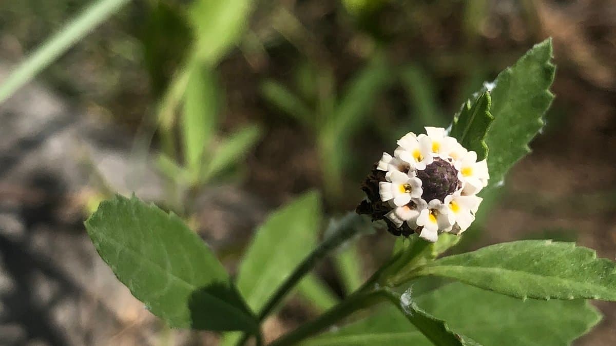 A frogfruit plant with a small rounded flower head of tiny white and yellow blooms above toothed green leaves