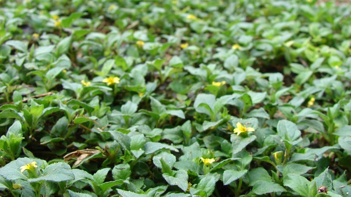 A dense mat of horseherb ground cover with small rounded leaves and scattered tiny yellow flowers