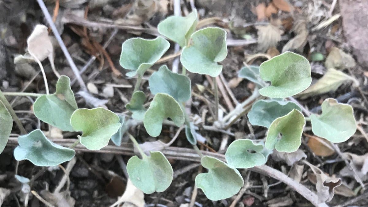 Small silvery, rounded dichondra leaves spreading low over bare ground and dry plant debris