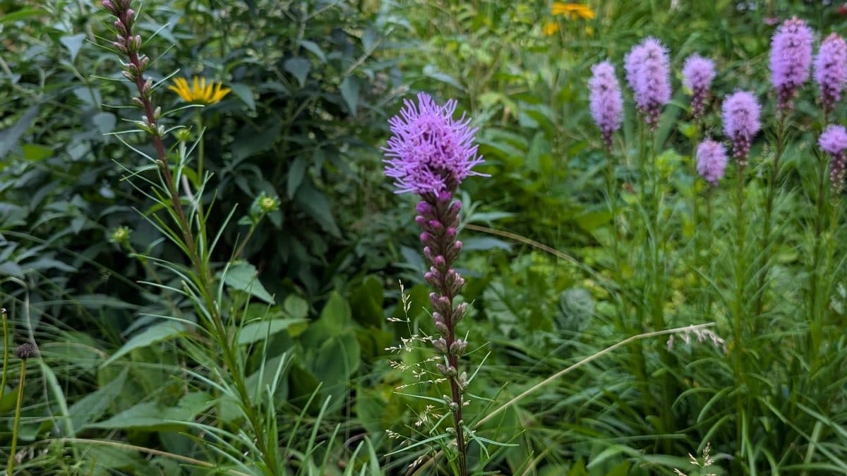 Blazing star with vertical purple flower spikes