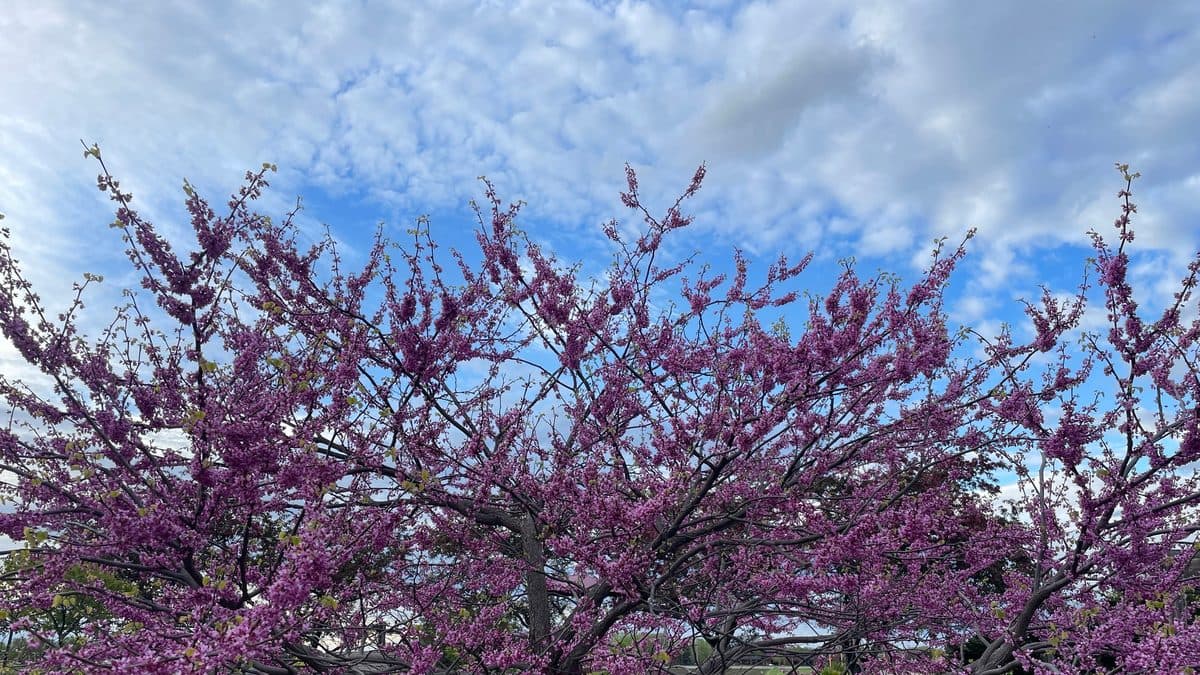 Eastern redbud with magenta flowers on bare branches