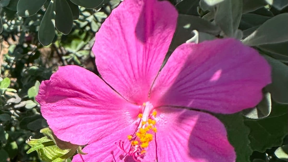 A pink rock rose flower