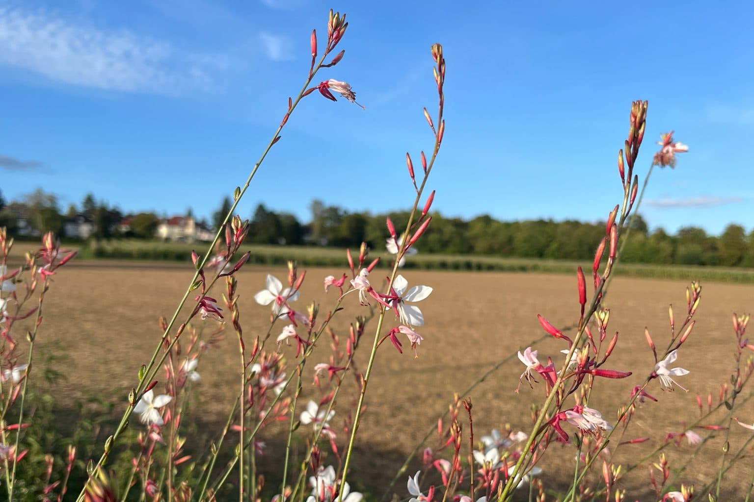 White and pink gaura wands against a blue sky