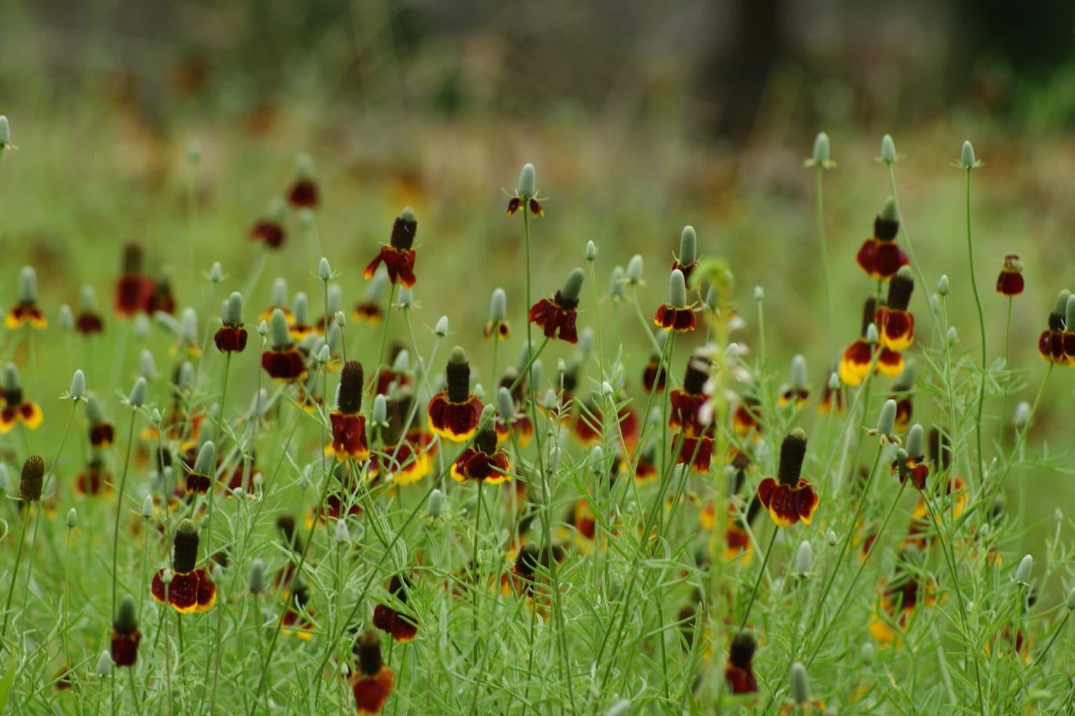 A drift of red and yellow Mexican hat flowers