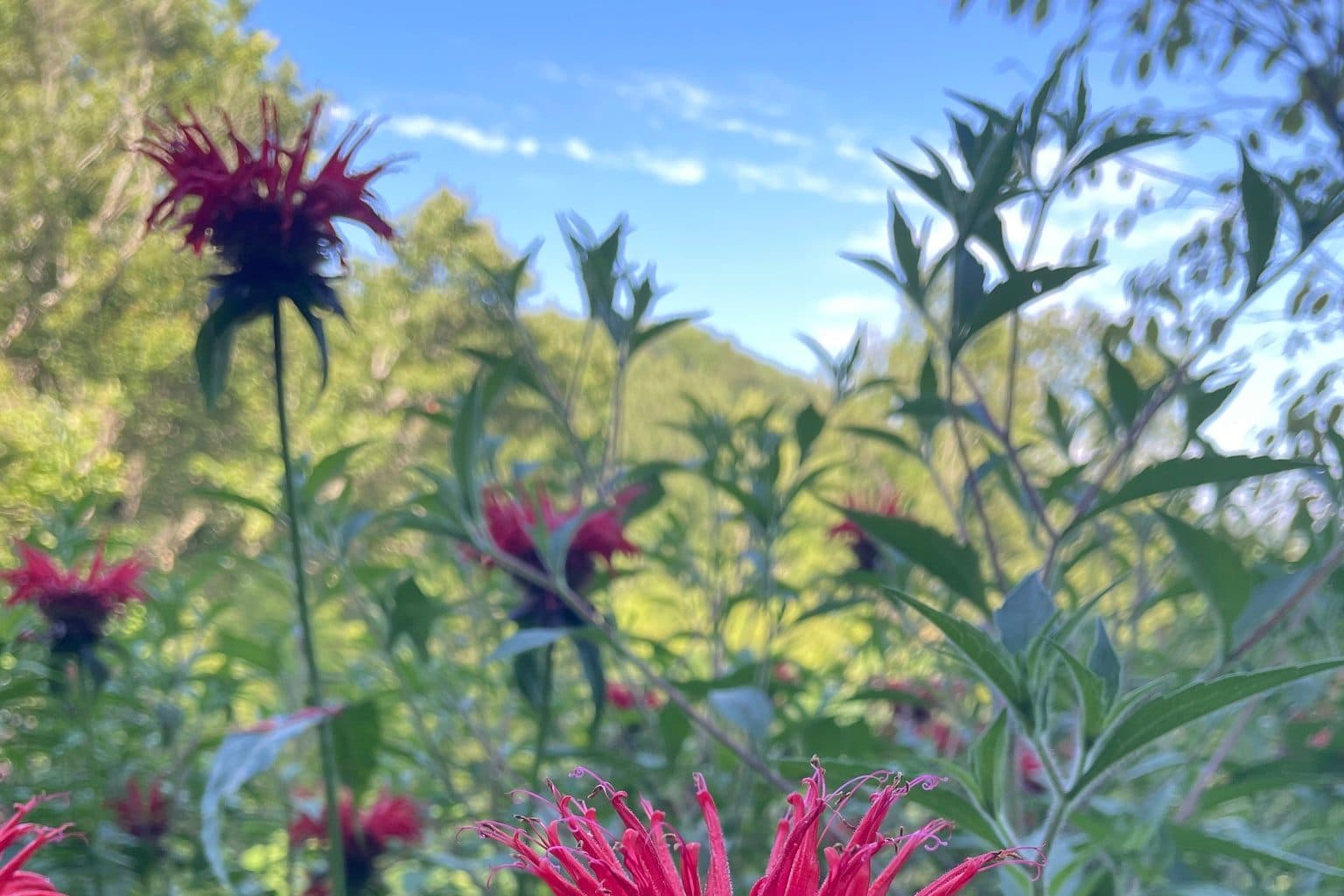 Red scarlet beebalm flowers against a blue sky