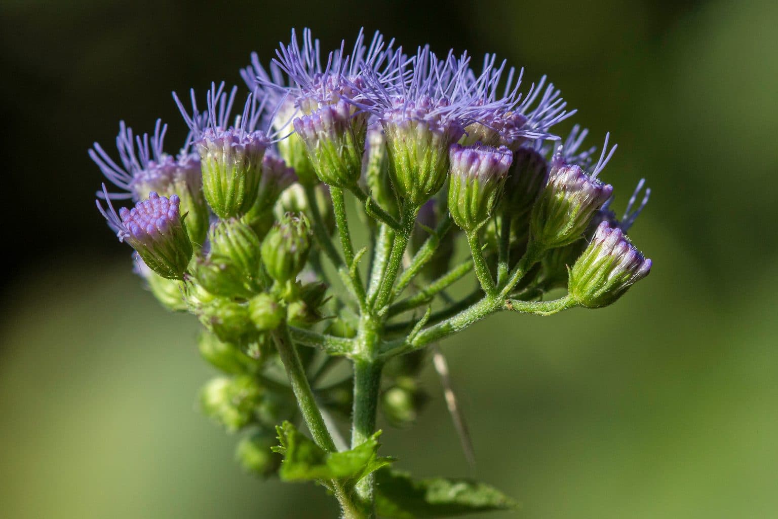 Blue mistflower buds and fuzzy blue flower heads