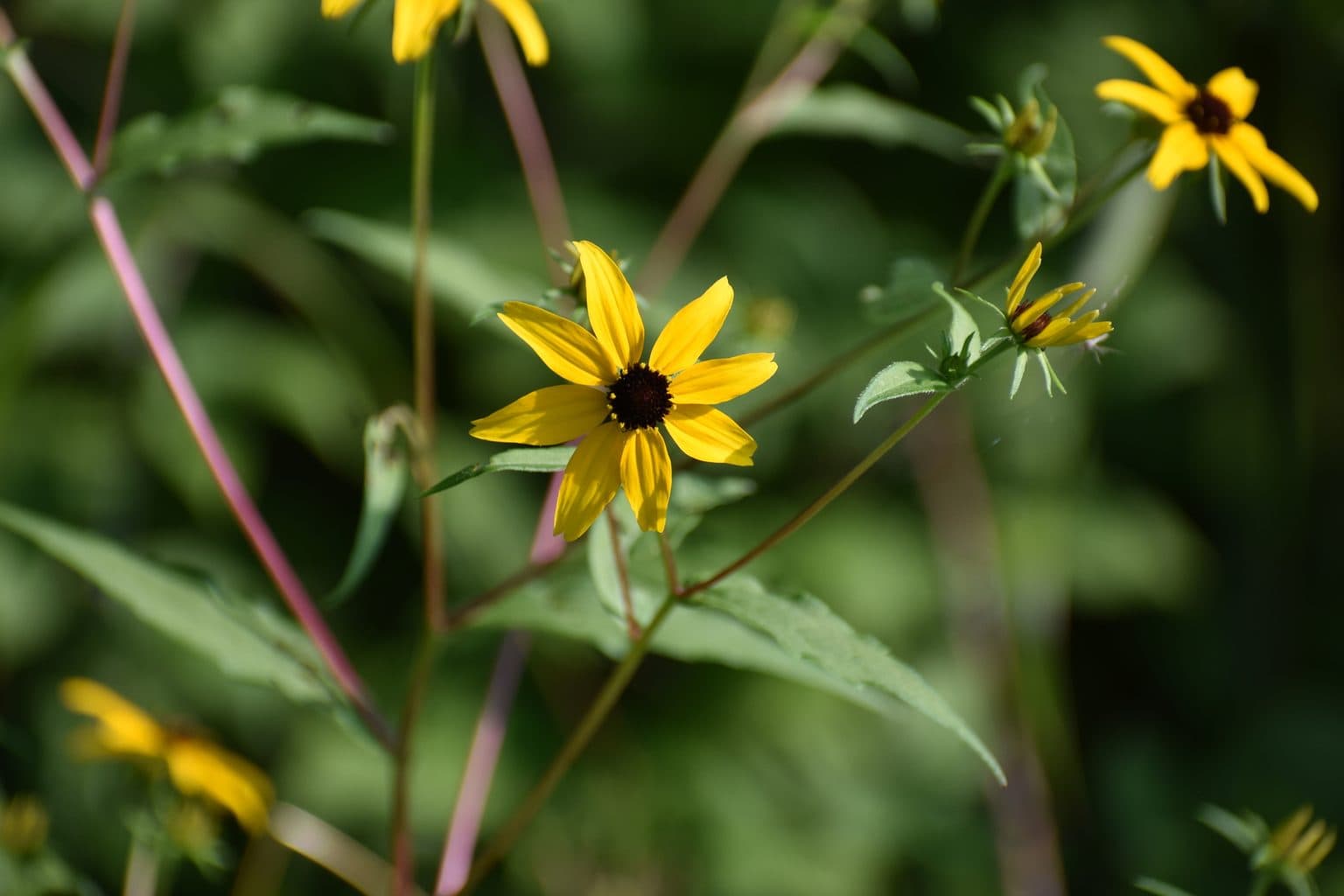 Yellow brown-eyed Susan flowers on branching stems