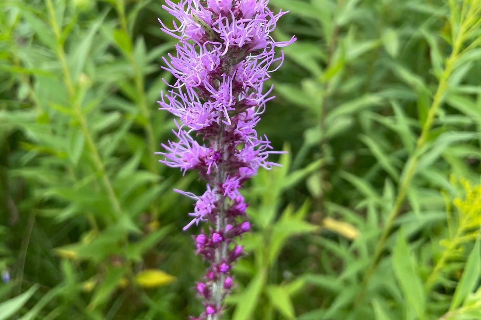 A purple prairie blazing star spike