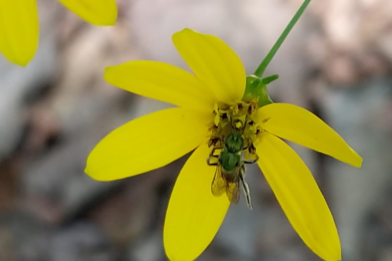 A yellow coreopsis flower with a green sweat bee at its center