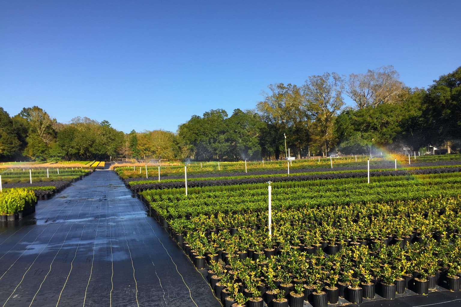 Rows of shrubs in black plastic nursery pots on a black ground cloth in full sun at a commercial nursery