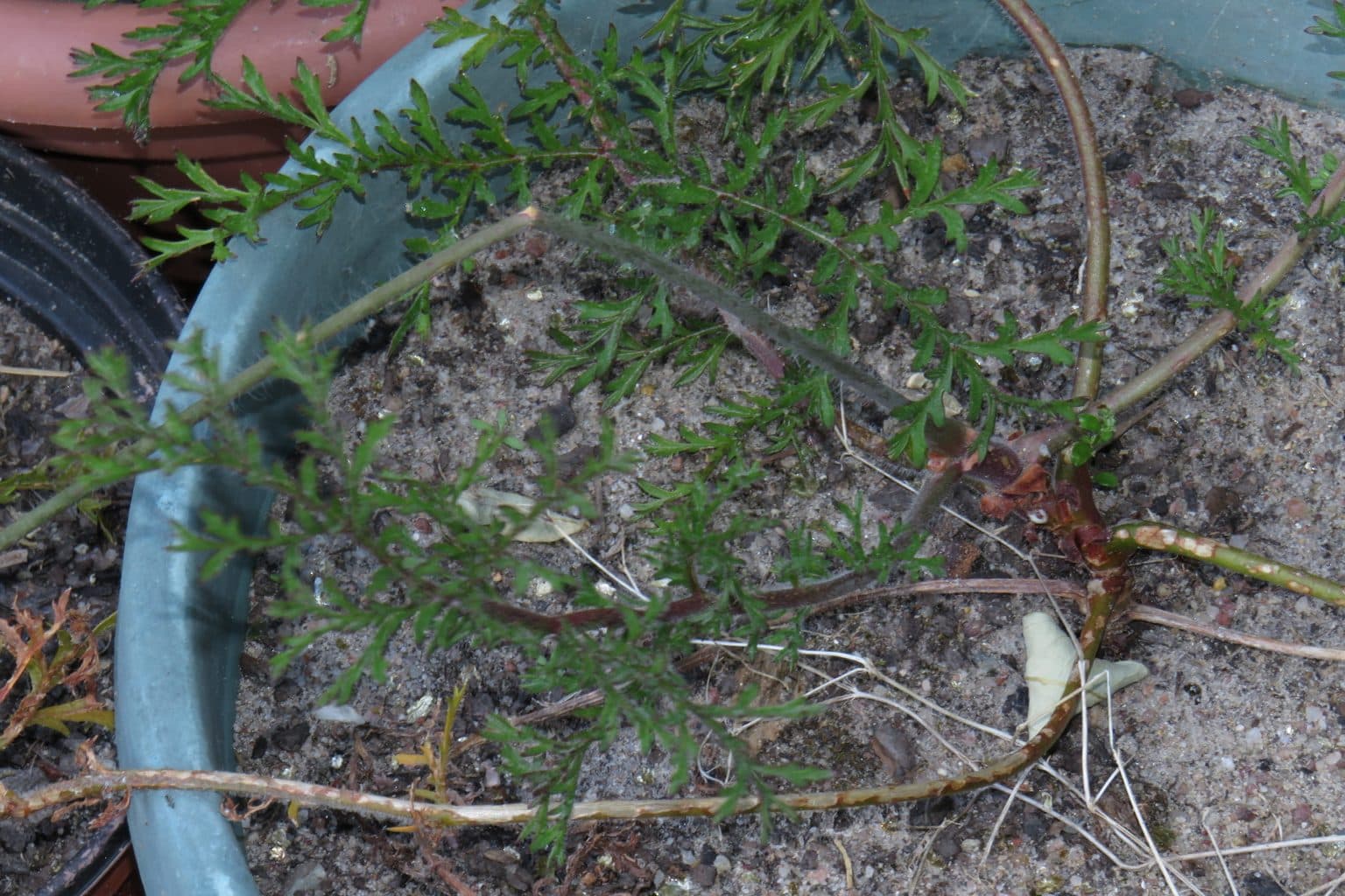 A gray plastic pot with the brittle brown stems of a pelargonium and a few green leaves, the potting mix pale and dry