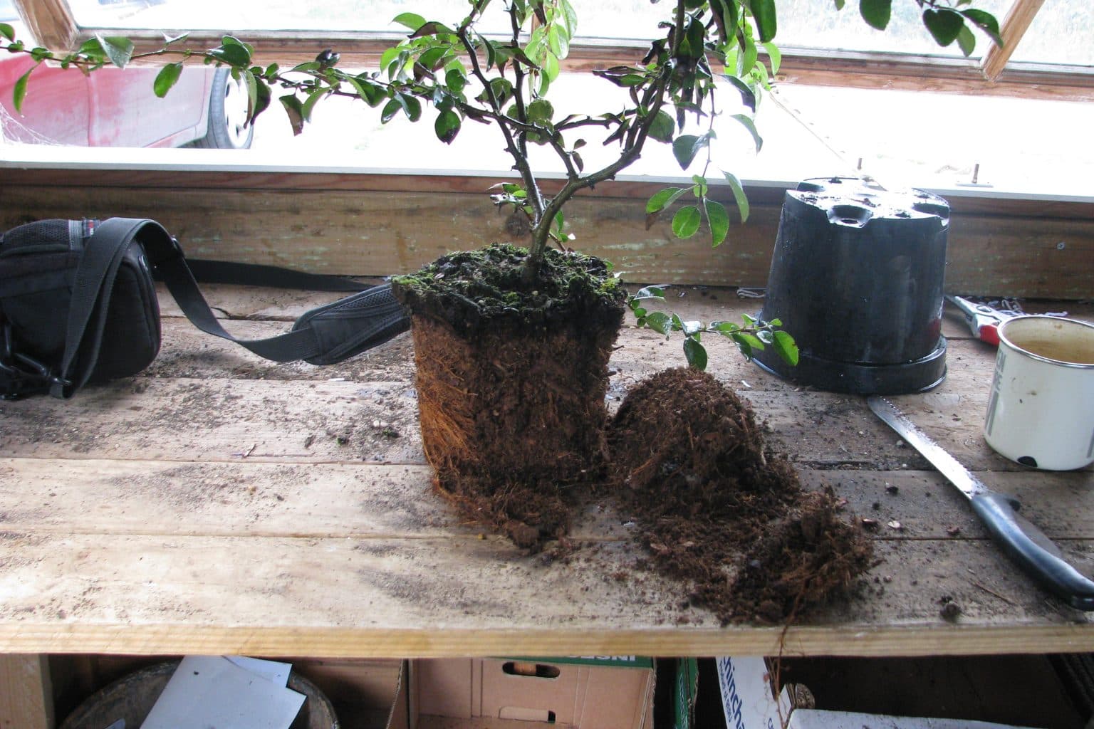 A shrub's dry peat root ball standing on a wooden potting bench beside its empty black pot, with crumbled mix around it