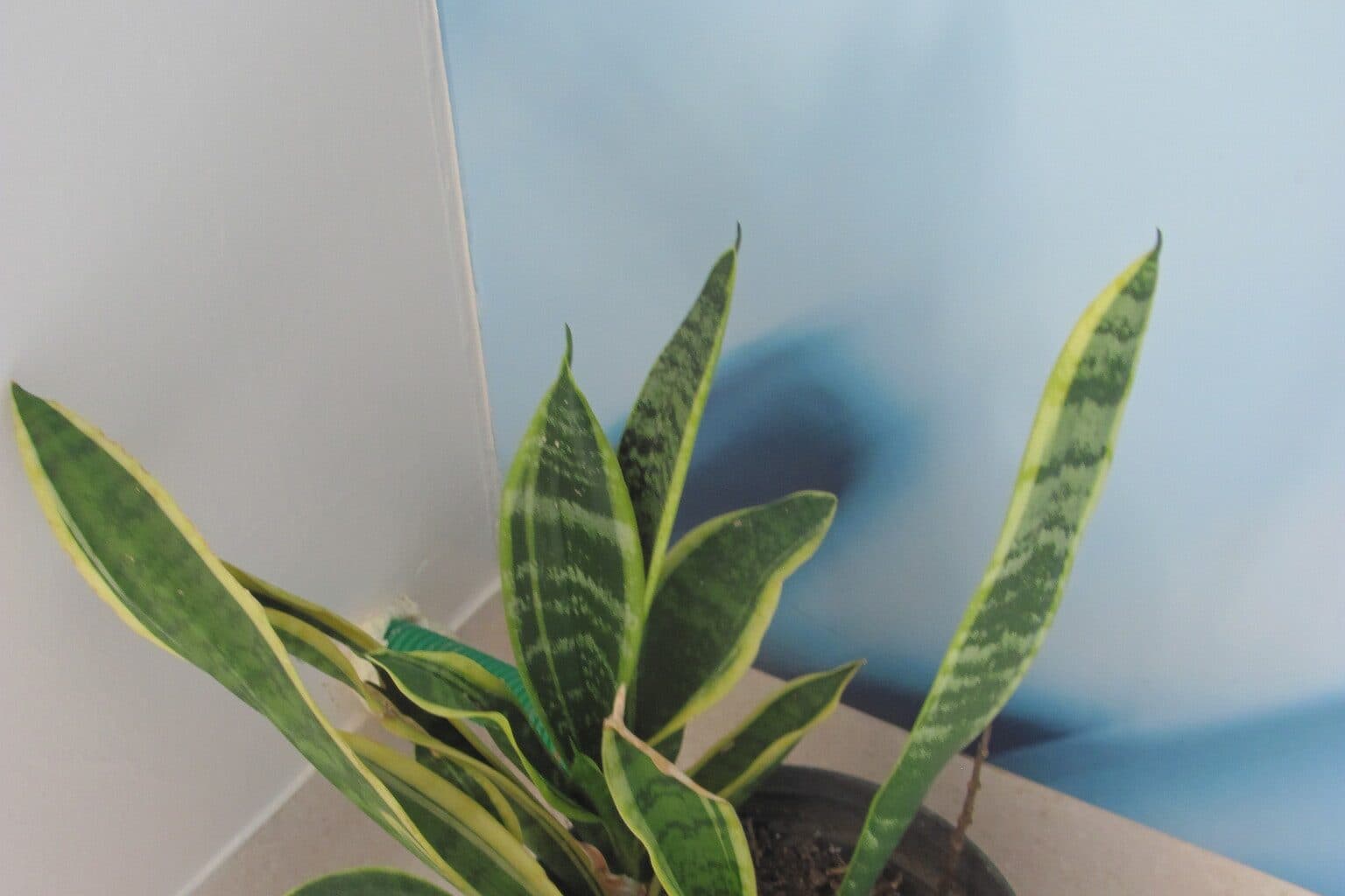 A variegated snake plant in a dark plastic pot against a blue wall, with the surface of the potting mix visible at the base of the leaves