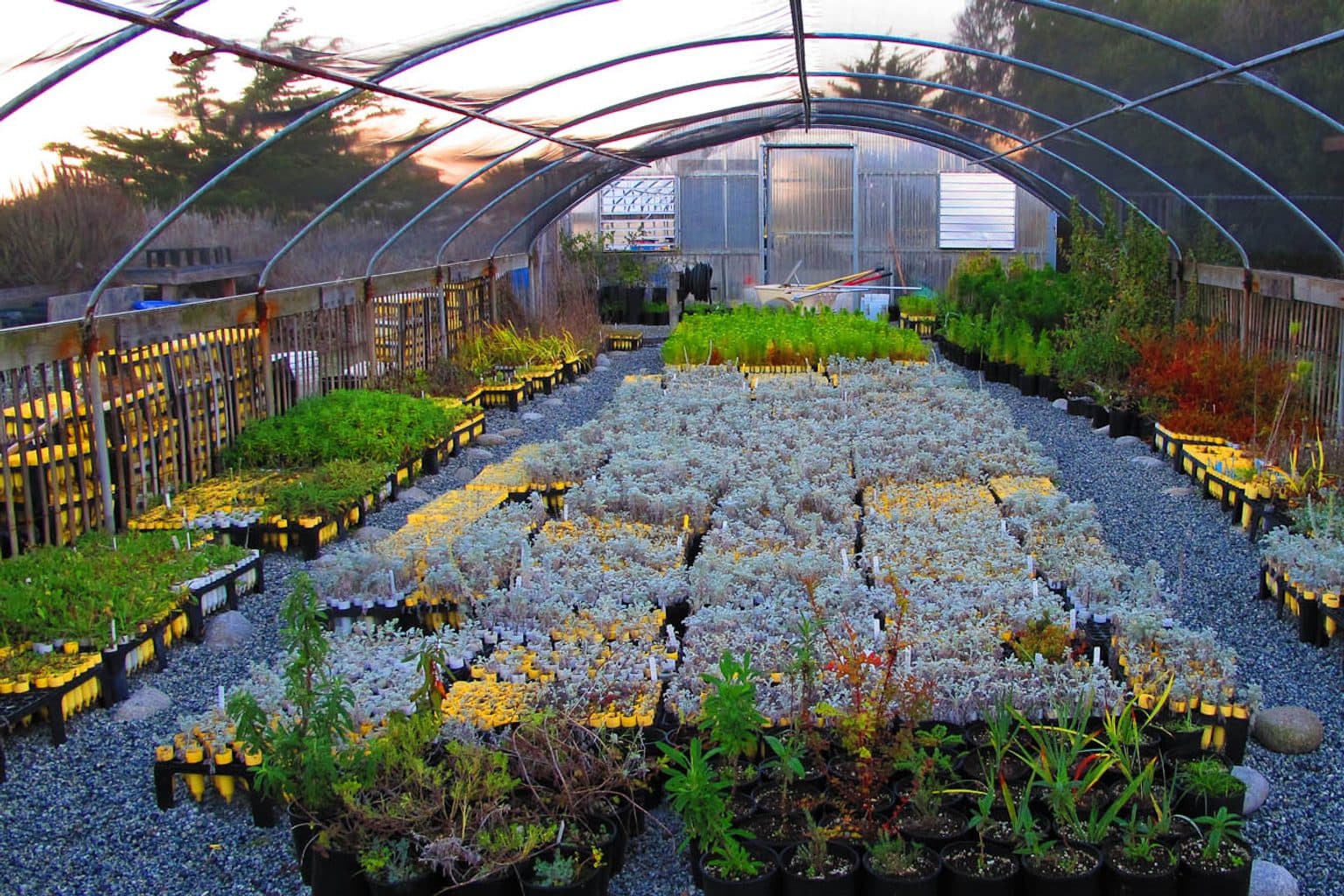 Long benches of small native plants in black nursery pots inside a hoop house at a native plant nursery