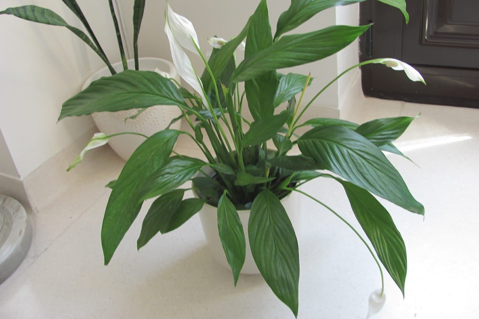 A healthy peace lily with upright dark green leaves and a white flower in a pot on a sunny windowsill