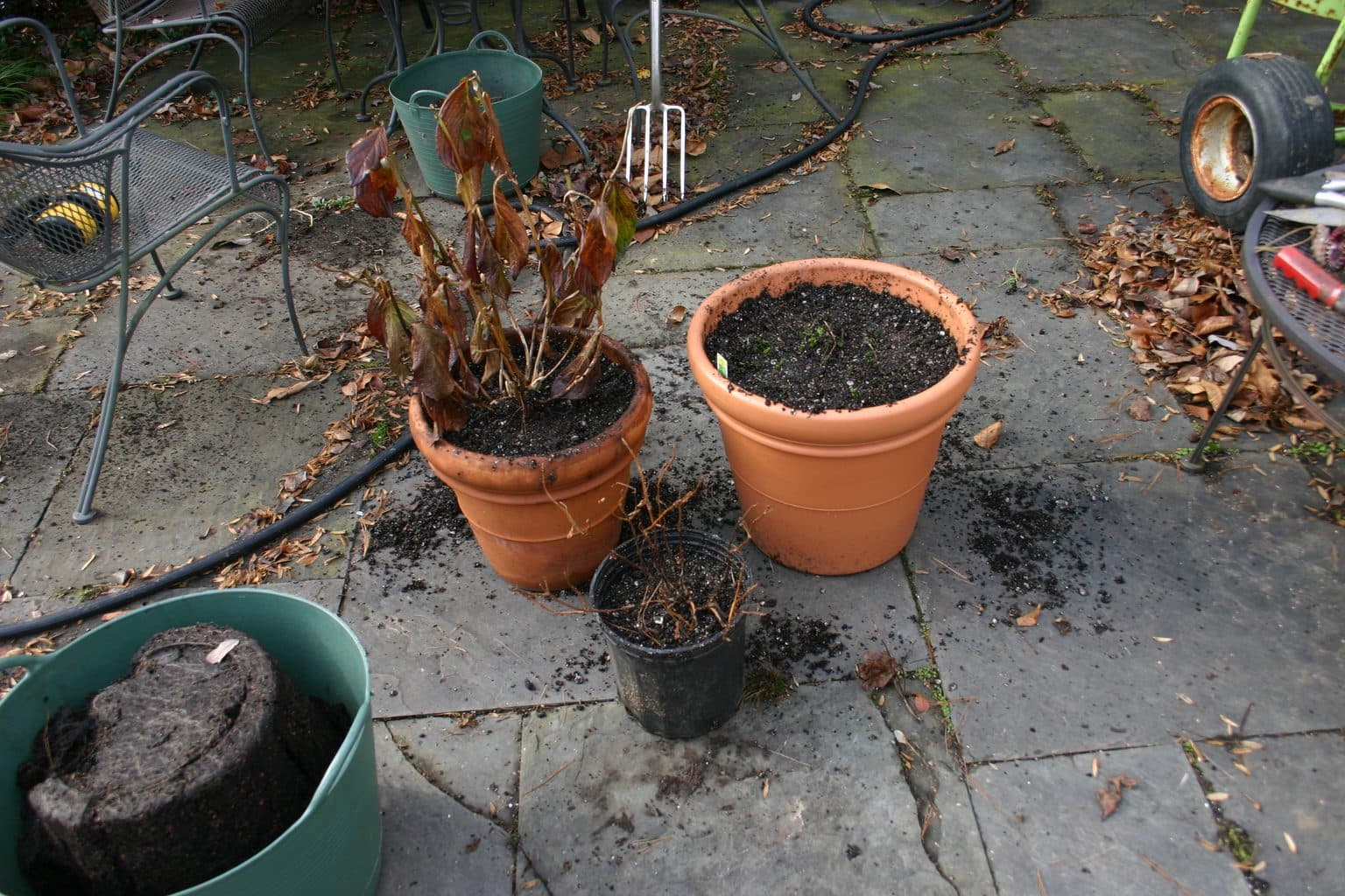 Freshly repotted plants in terracotta pots on a stone patio, one of them with drooping brown-edged leaves, next to an empty nursery pot and a bag of mix