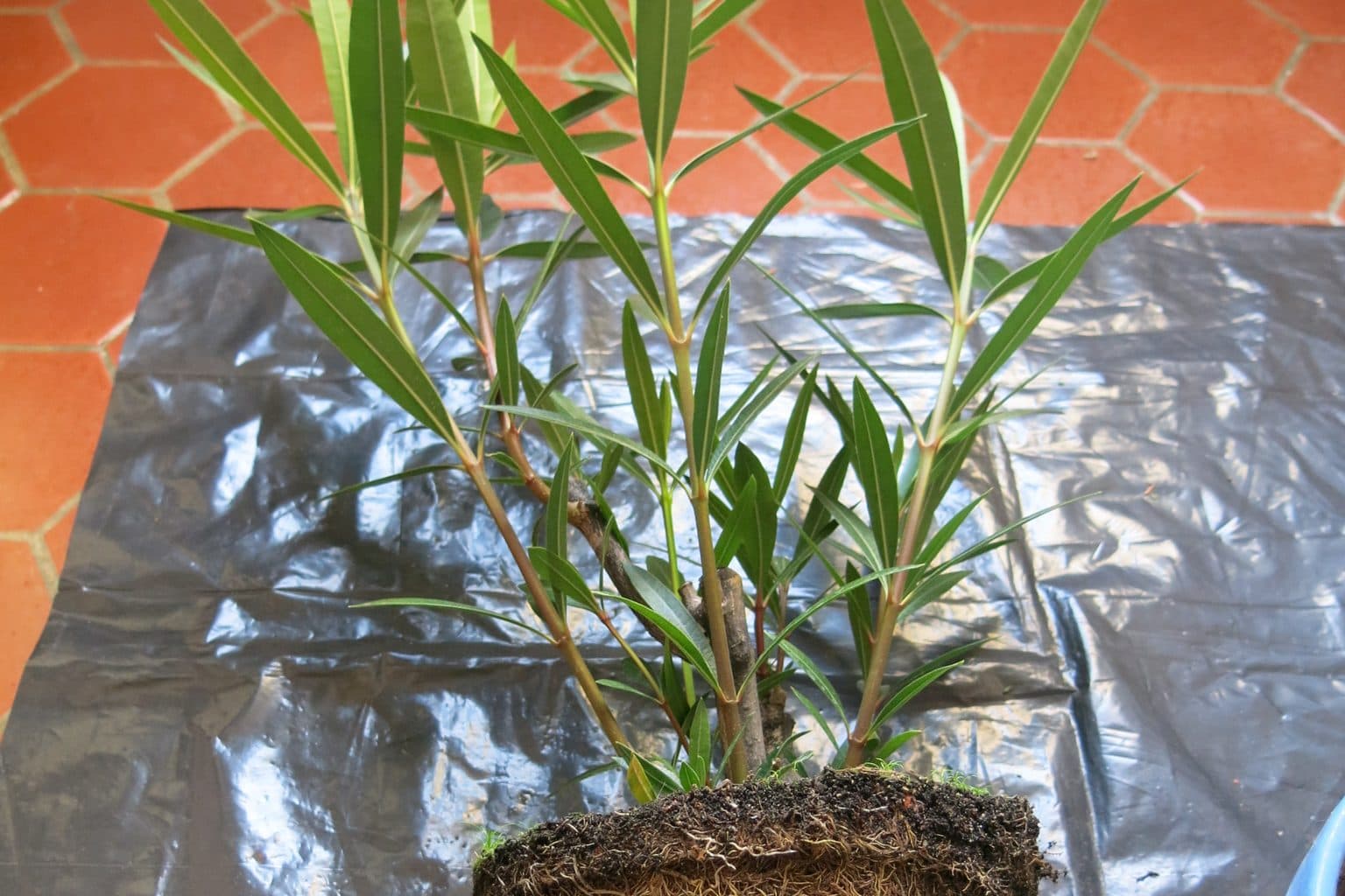 A young oleander with its root ball out of the pot, laid on a foil sheet on a tiled floor during repotting