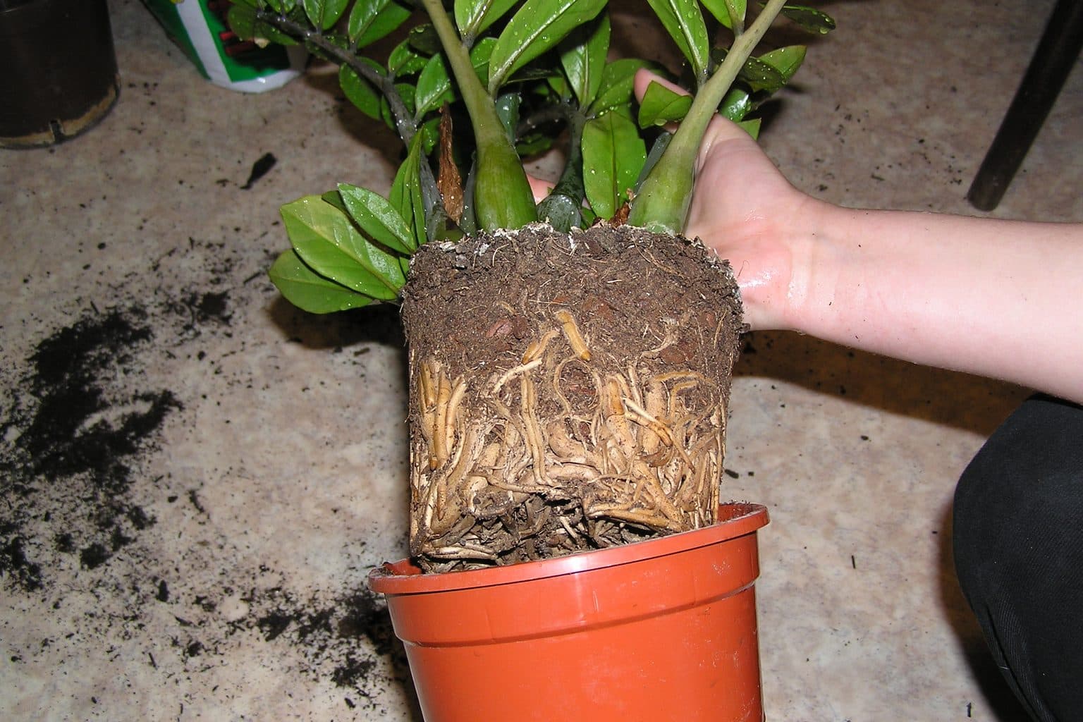 A houseplant lifted out of its orange plastic pot, showing a root ball with pale roots circling the outside of the soil