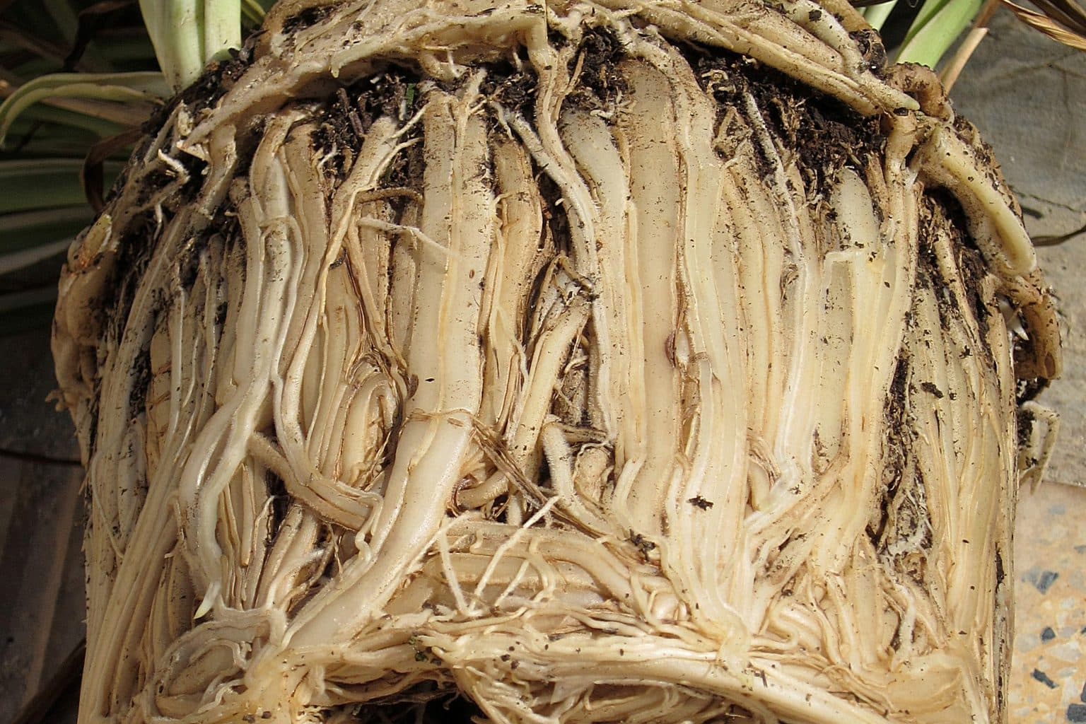Close-up of a root ball that is almost entirely thick pale roots pressed into the shape of the pot, with barely any soil visible