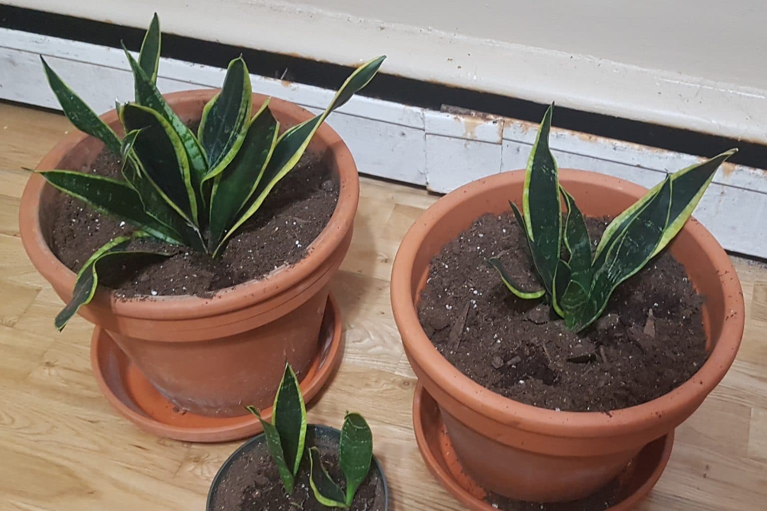 Two terracotta pots with matching saucers holding newly potted snake plants on a wood floor by a window