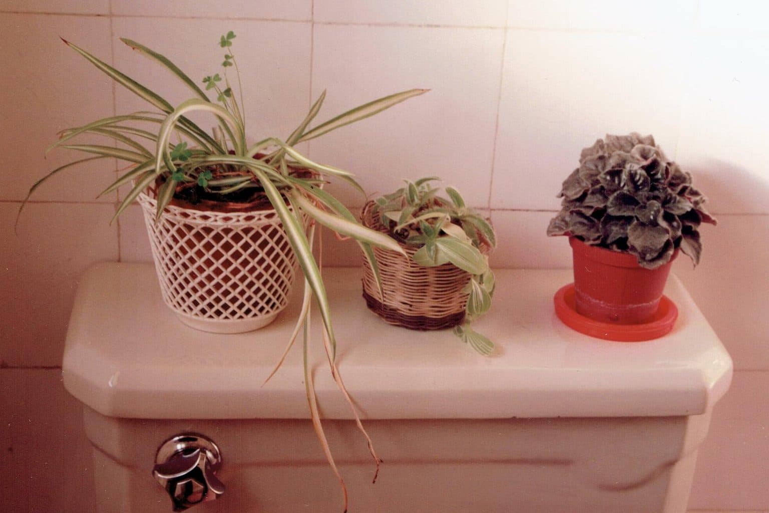 Three houseplants on a bathroom shelf, the middle one collapsed and pale in a wicker basket with no visible drainage