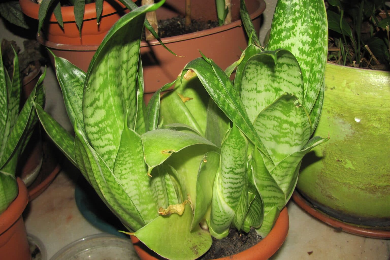 A potted snake plant with several lower leaves turned pale yellow and folded over soft, between other pots on a tiled floor