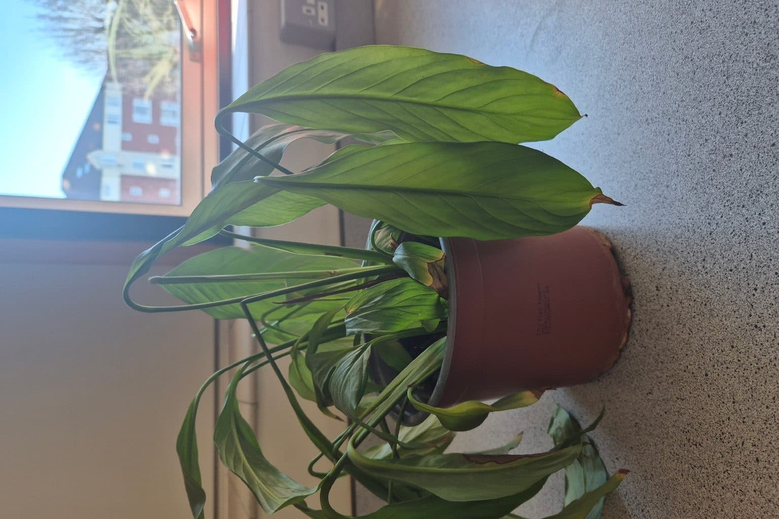 A peace lily with limp, collapsed leaves hanging over the rim of a terracotta pot on a stone windowsill