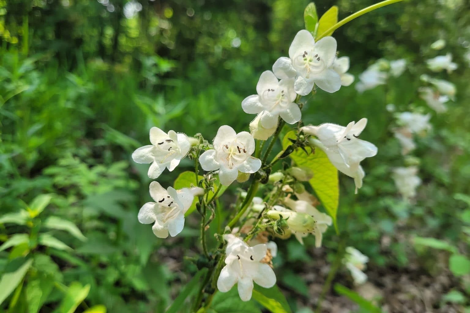 White foxglove beardtongue flowers on an upright stem