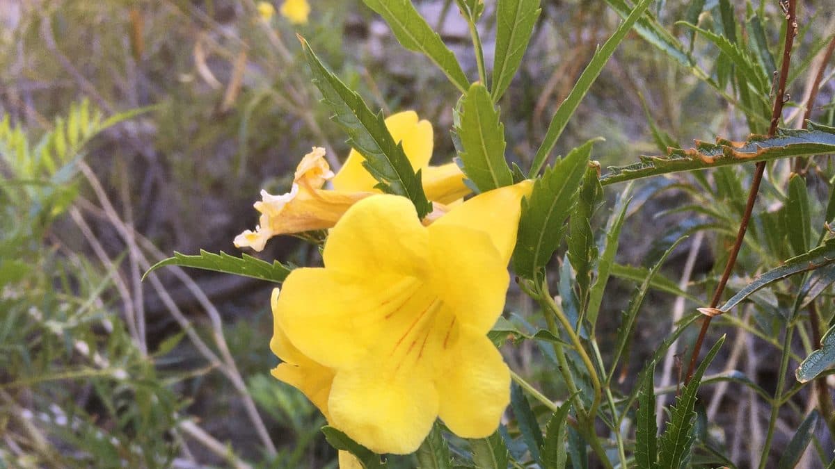 A large yellow esperanza flower with an orange throat among narrow leaves and dry stems
