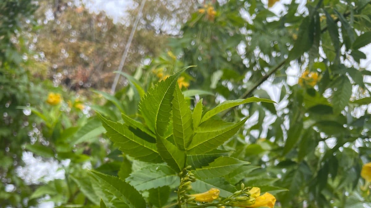 A cluster of yellow trumpet-shaped esperanza flowers among pinnate green leaves