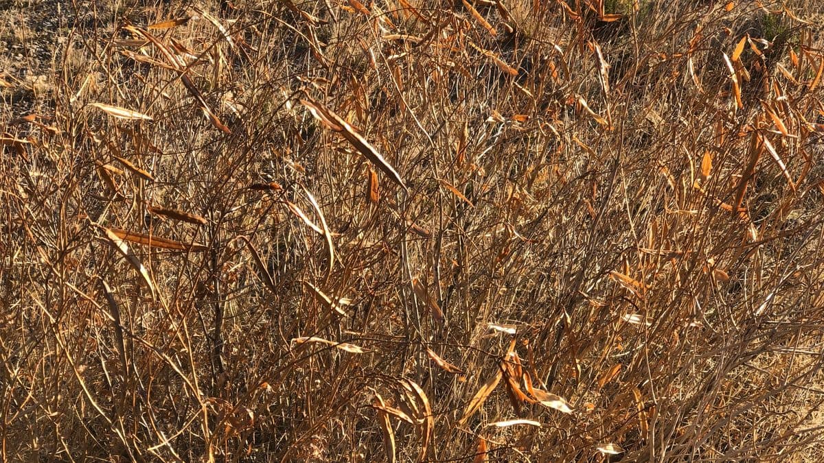 A thicket of dry, tan and orange esperanza stems and long seed pods with no green showing