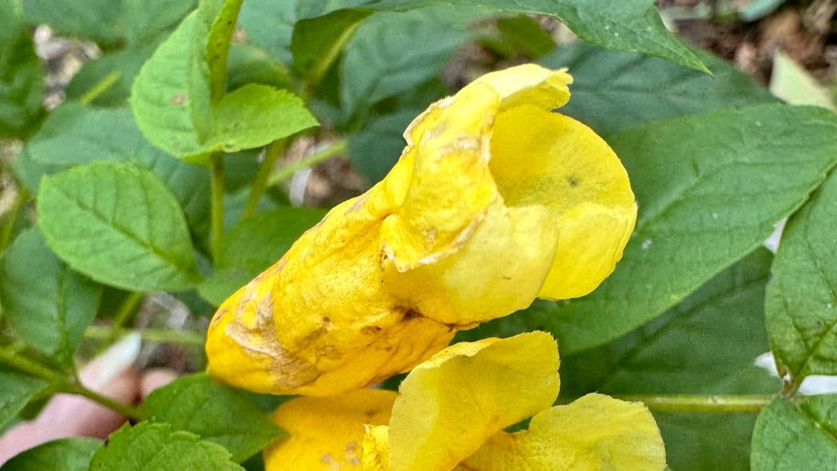 Two open yellow esperanza flowers with crinkled petals among rounded green leaves