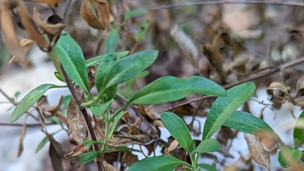 Green autumn sage leaves on a thin stem beside several brown, dried leaves, with pale limestone behind