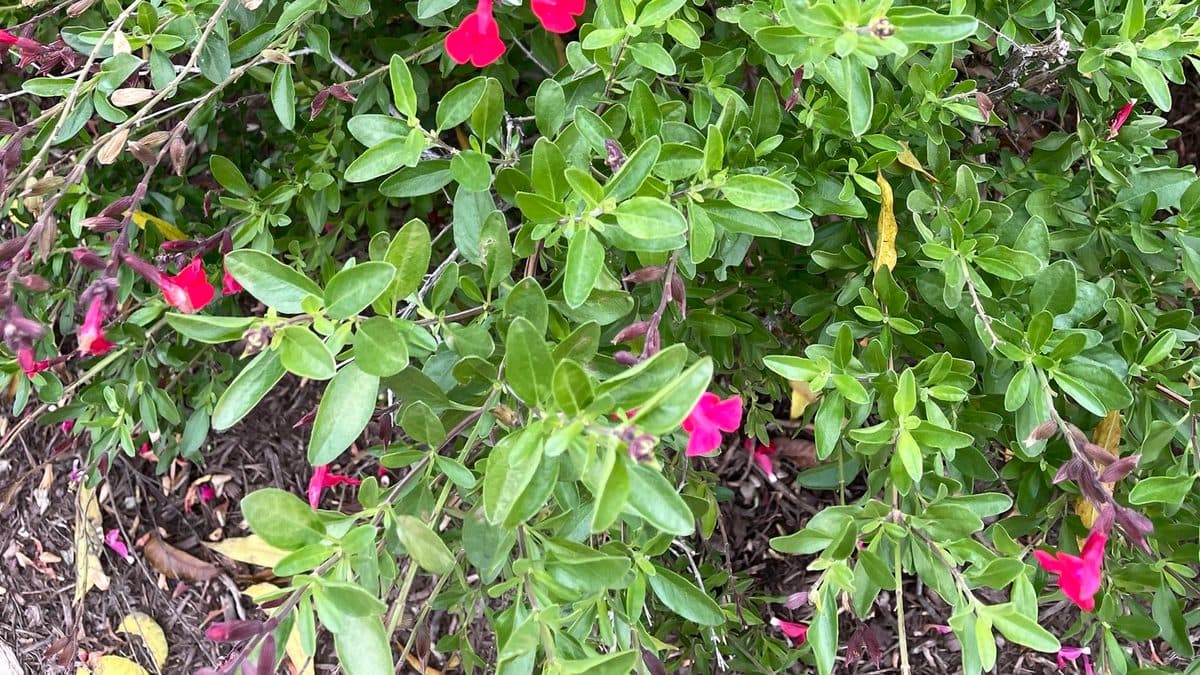 A dense, low autumn sage shrub of bright green leaves with scattered pink and red flowers, over dark mulch