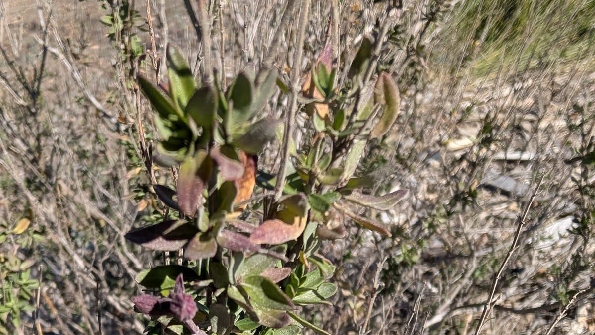 A cluster of autumn sage leaves tinged purple and bronze on a woody stem, among gray bare branches on a dry hillside