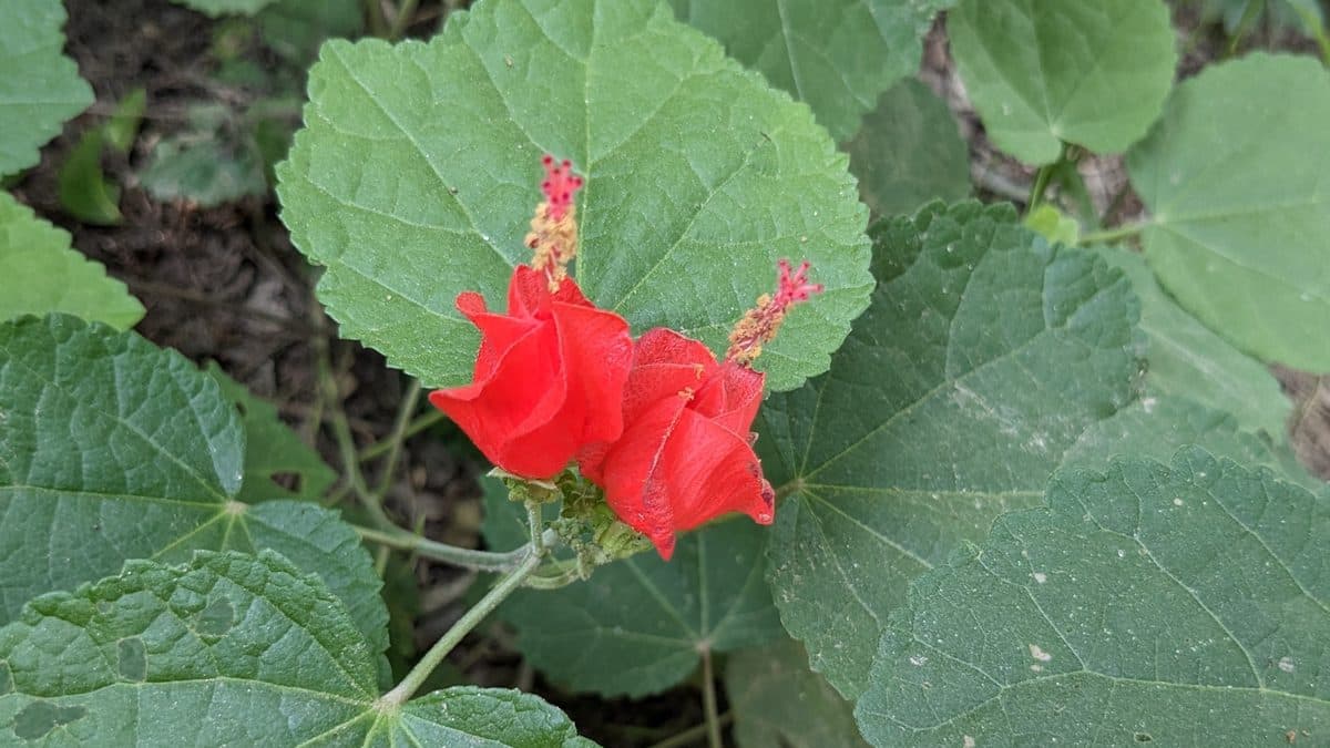 A pair of red Turk's cap flowers with protruding stamens on a plant with large, soft, lobed green leaves
